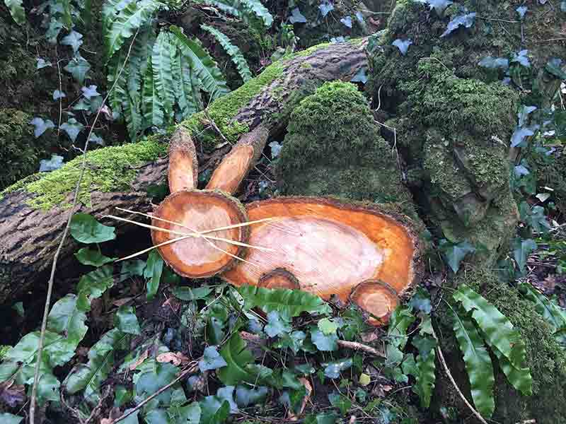Easter events in the Forest of Dean