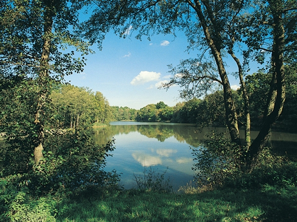 Cannop Ponds in the Forest of Dean