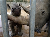 Rhino calf 'Queenie'