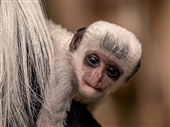 Colobus Monkey baby