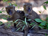 Greater Bamboo Lemur baby