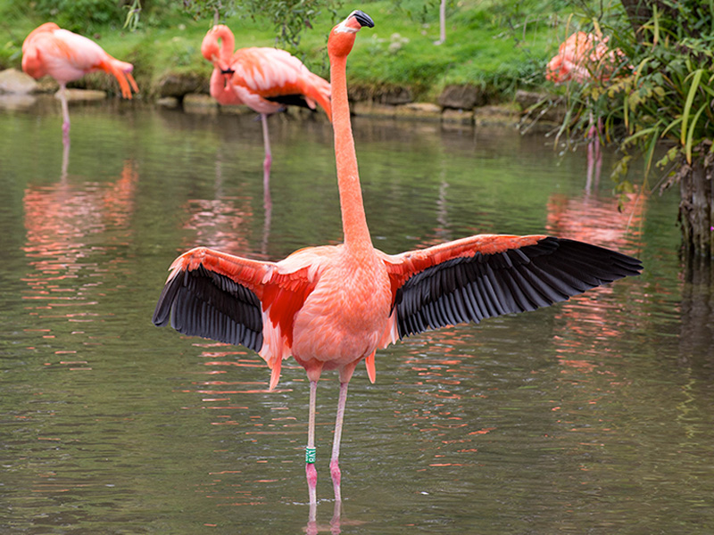 Chilean Flamingo at Birdland