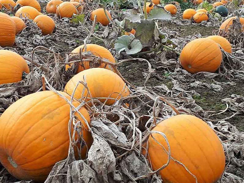 Pumpkin Picking at Primrose Vale