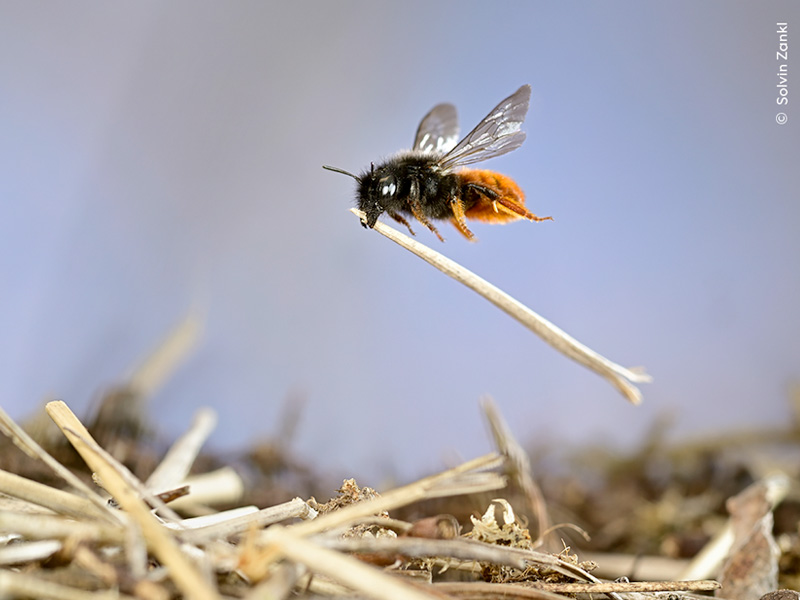 The Wildlife Photographer Of The Year Exhibition