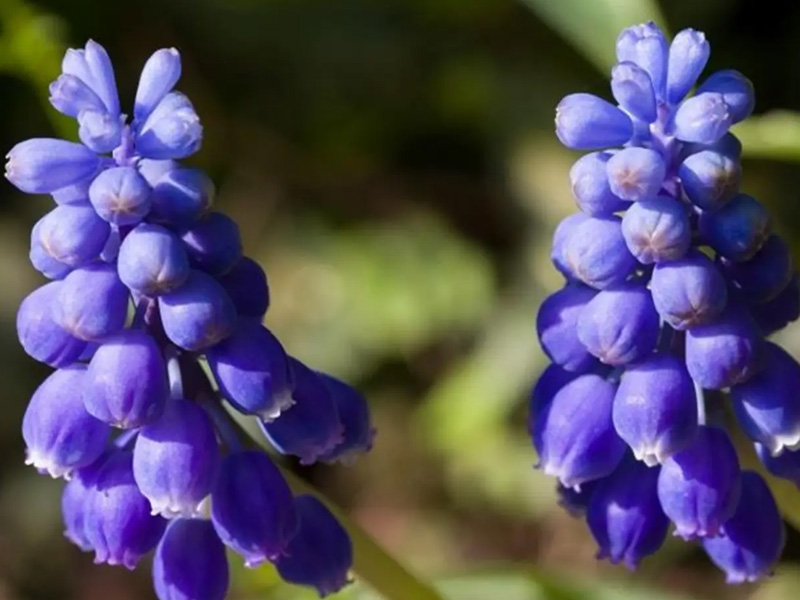 Rare Plant Fair and Open Garden for Cobalt