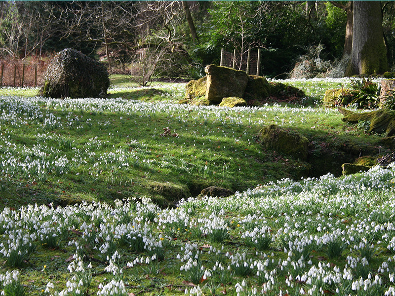 Snowdrops at Batsford Arboretum