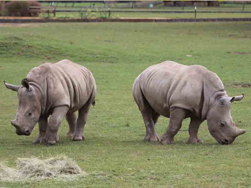 Cotswold Wildlife Park re-opening daily