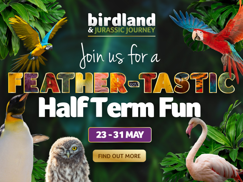 May Half Term at Birdland