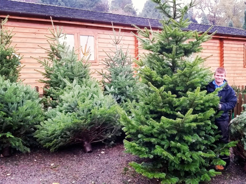 Christmas Tree Sales at Batsford Arboretum