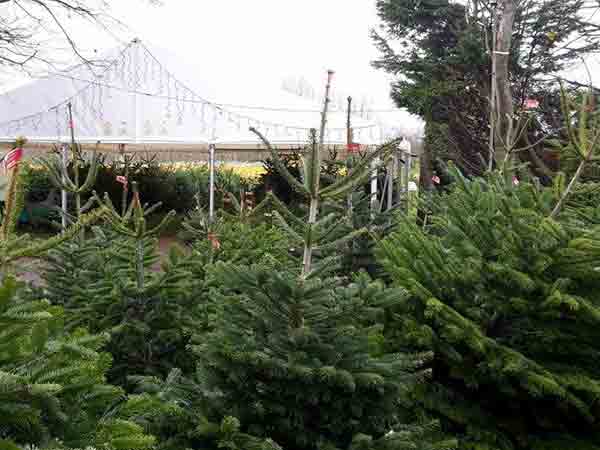 Christmas trees at Primrose Vale