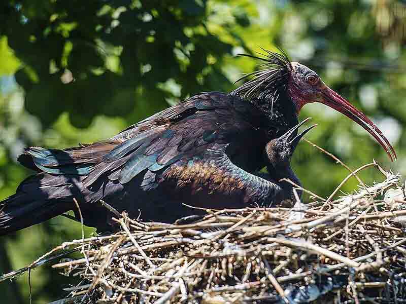 Feathered Fathers Weekend at Birdland