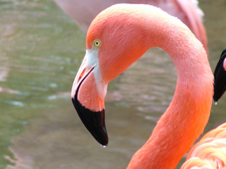 Birdland celebrates feathered Mums!