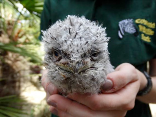 Keeper takes chick under her wing at Cotswold Wildlife Park