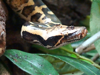 Reptile baby boom at Cotswold Wildlife Park