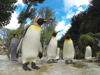 Real Christmas Penguin Gift at Birdland