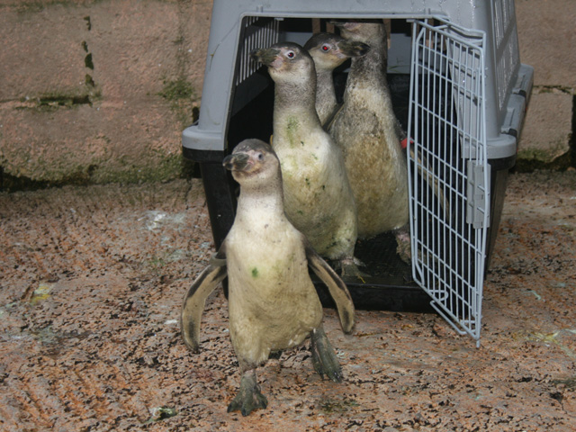 A Parcel of Penguins arrive at Birdland