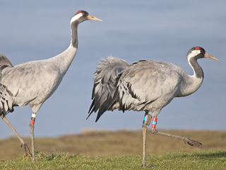 Steamy cranes show spring is in the air at WWT Slimbridge!