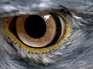 International Centre for Birds of Prey Buzzards