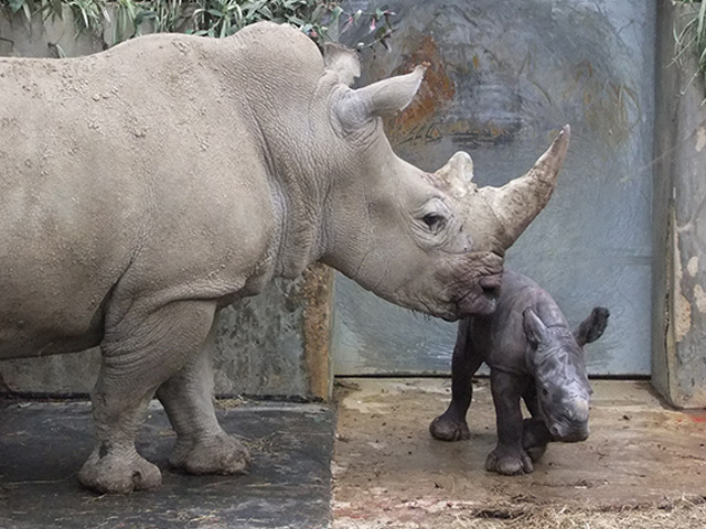 Baby White Rhino birth caught on camera at Cotswold Wildlife Park.