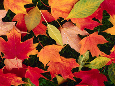 Autumn at Westonbirt Arboretum