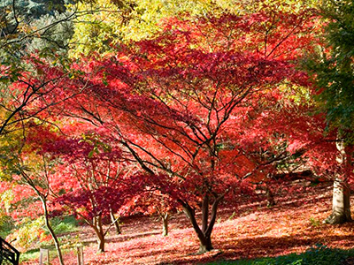 Autumn at Batsford Arboretum