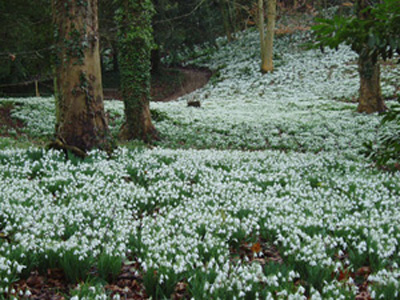 Snowdrops at Painswick Rococo Gardens