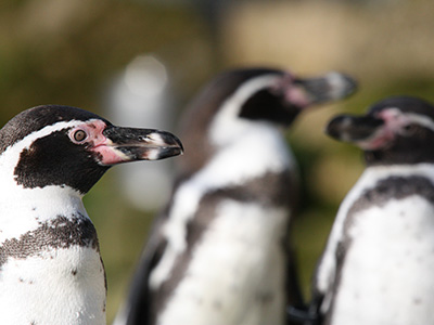 Celebrate Feathered Mums at Birdland Park & Gardens