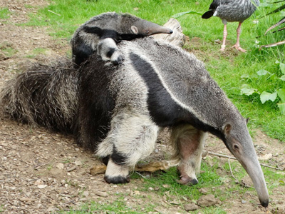 Cotswold Wildlife Park welcomes a tiny giant