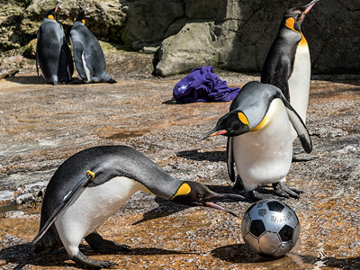 Euro Football Fever at Birdland Park & Gardens