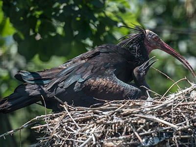 Discover a Rare Waldrapp Ibis Chick at Birdland this Bank Holiday