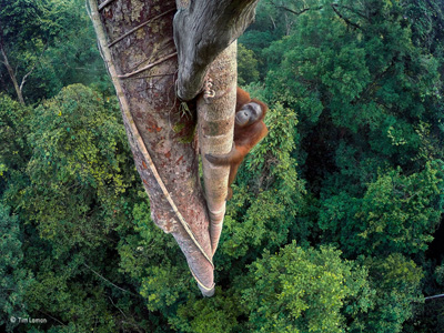 Wildlife Photographer of the Year 2017 at Nature in Art