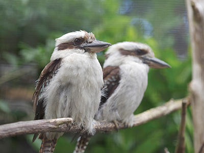 The Big Garden Birdwatch at Birdland, Park & Gardens