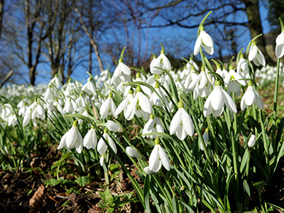 Snowdrops at Painswick Rococo Gardens