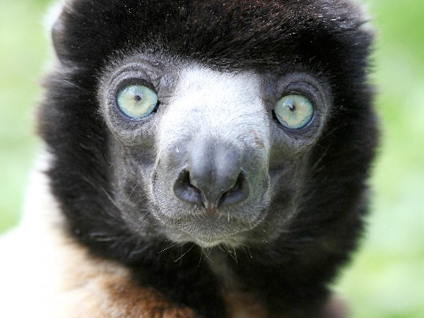 Lemur Week at Cotswold Wildlife Park