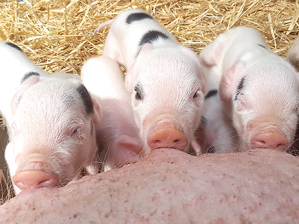 Gloucestershire Old Spot mum gives birth in new IAE Animal Barn