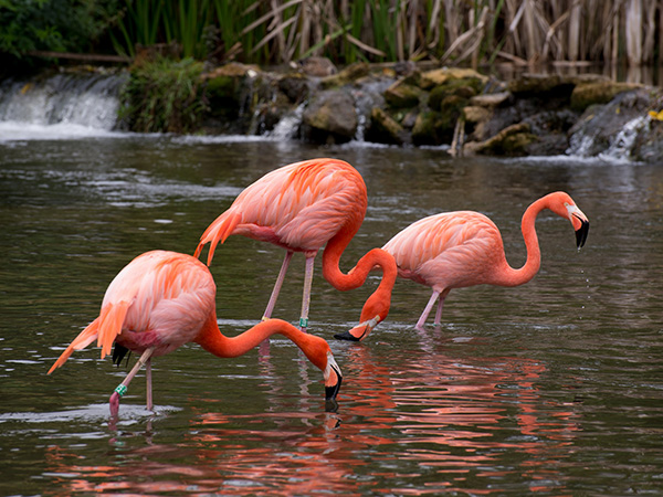 Autumn at Birdland Park & Gardens