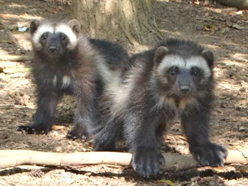 Cotswold Wildlife Park celebrates UK’s only Wolverine births this year