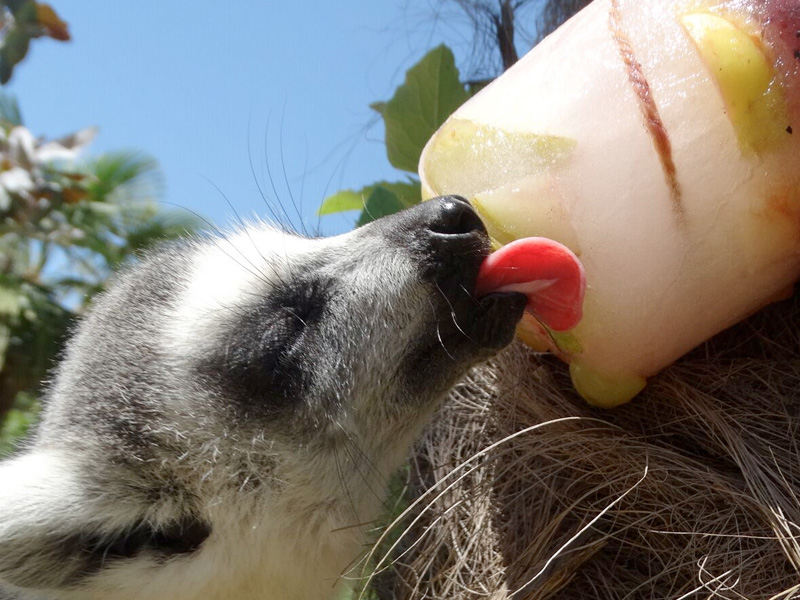 Ice cool animals at Cotswold Wildlife Park