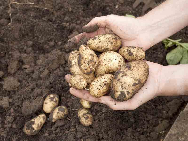 Cotswold Farm Park’s Potato Patch!