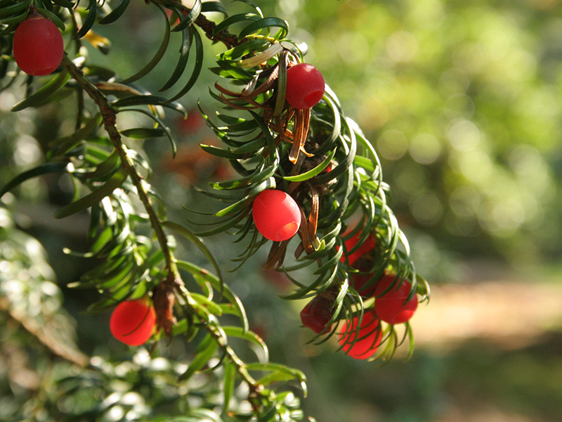 Friends of Westonbirt Arboretum Membership - theperfect Christmas Present