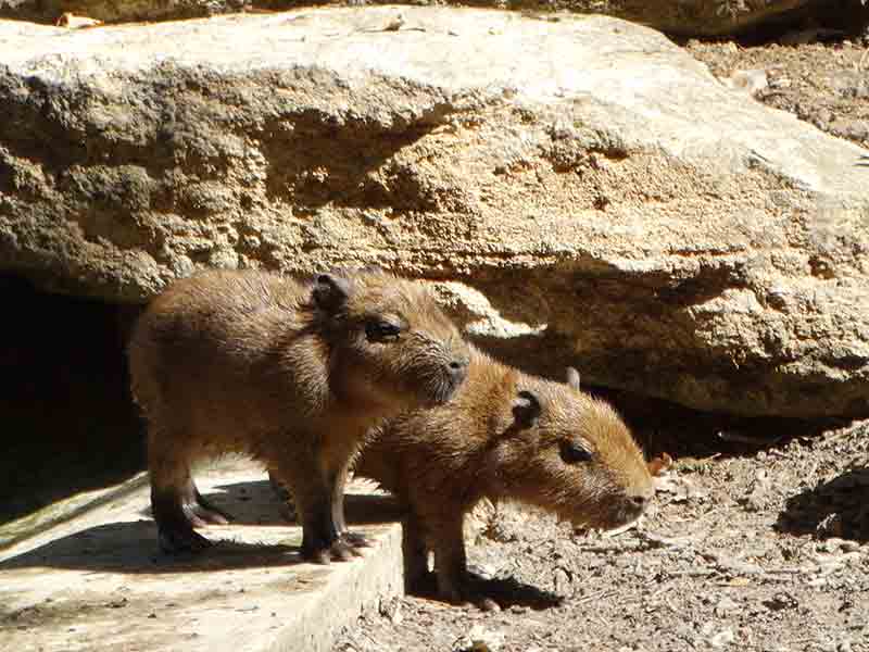 Arrival at Cotswold Wildlife Park