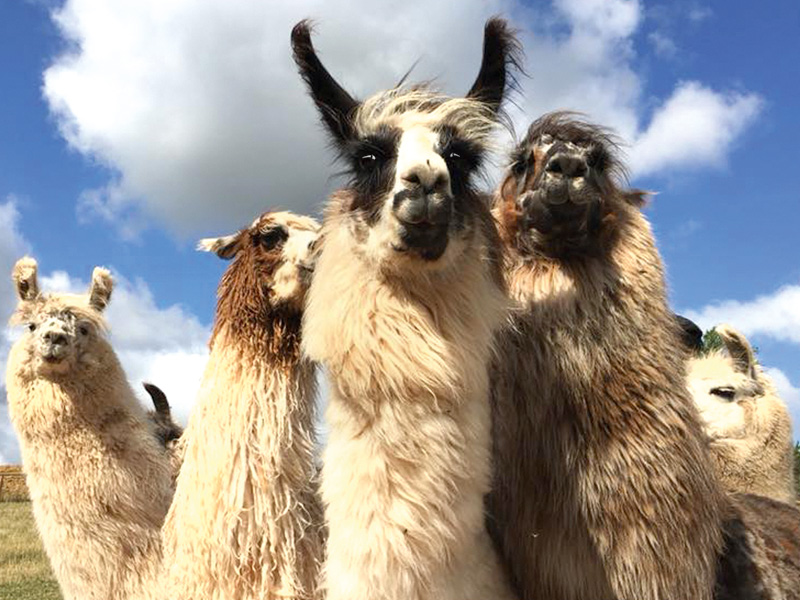 A unique Christmas gift idea: Llama Trekking + £5 OFF!