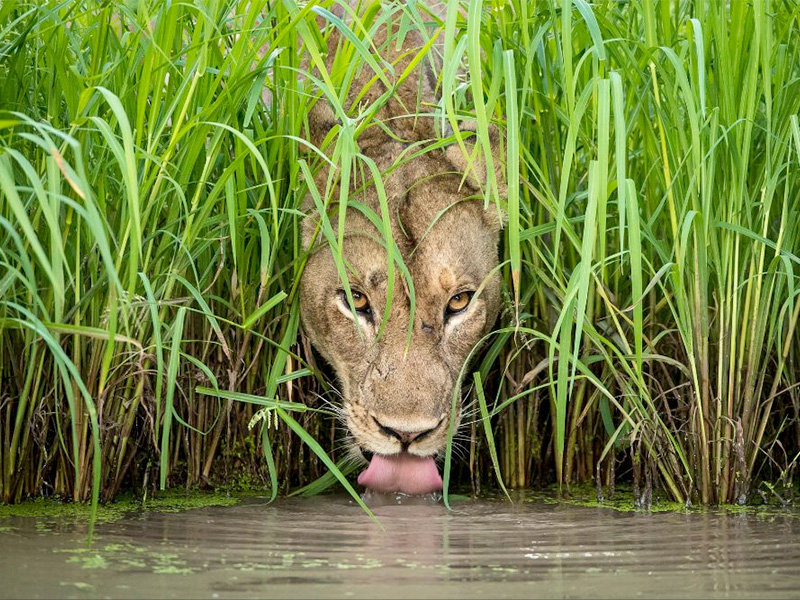 Wildlife Photographer of the Year at Nature in Art