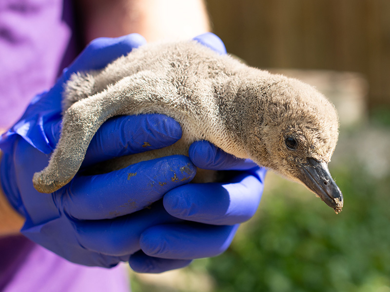 Trio of penguin chicks hatch at Birdland