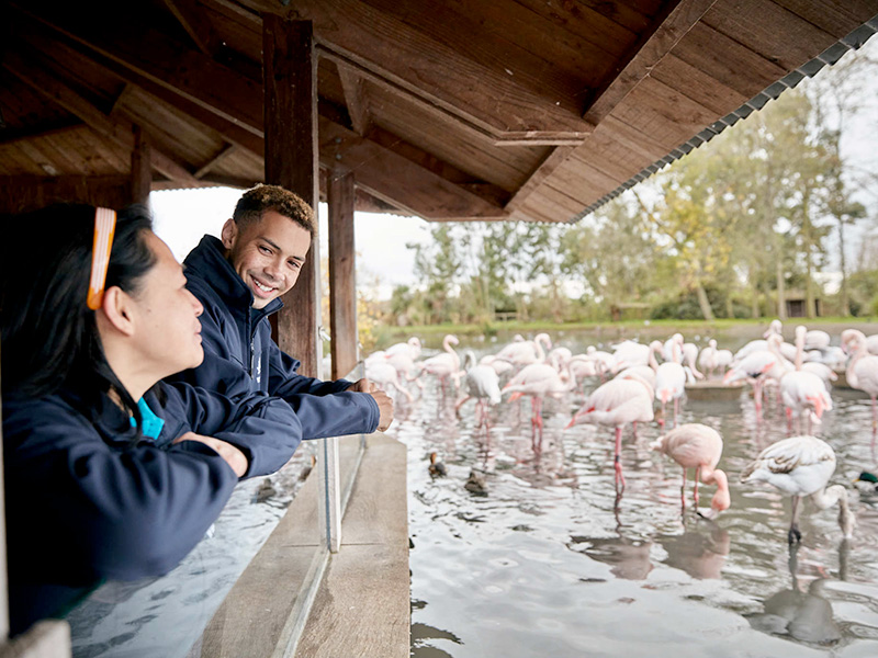 WWT Slimbridge