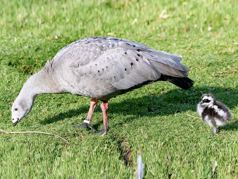 Cape Barren chick hatched at WWT Slimbridge - first time in six years!