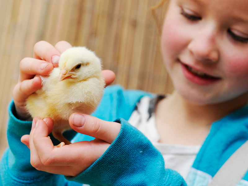 Hatching Out at Birdland Park and Gardens this Easter