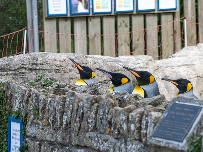 Penguins at Birdland