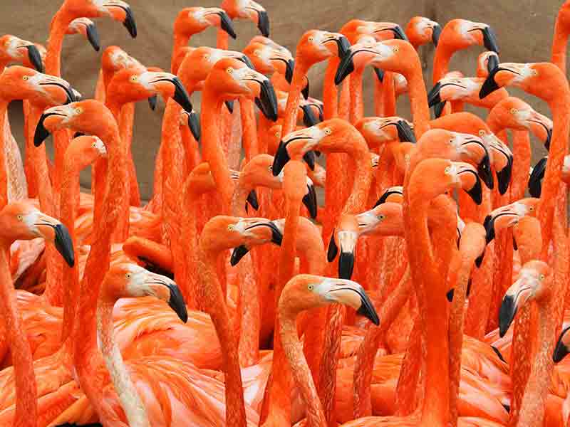 WWT Slimbridge Wetland