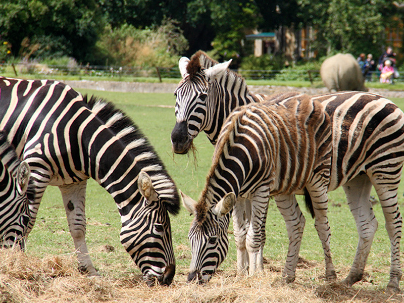 Cotswold Wildlife Park re-opening announcement